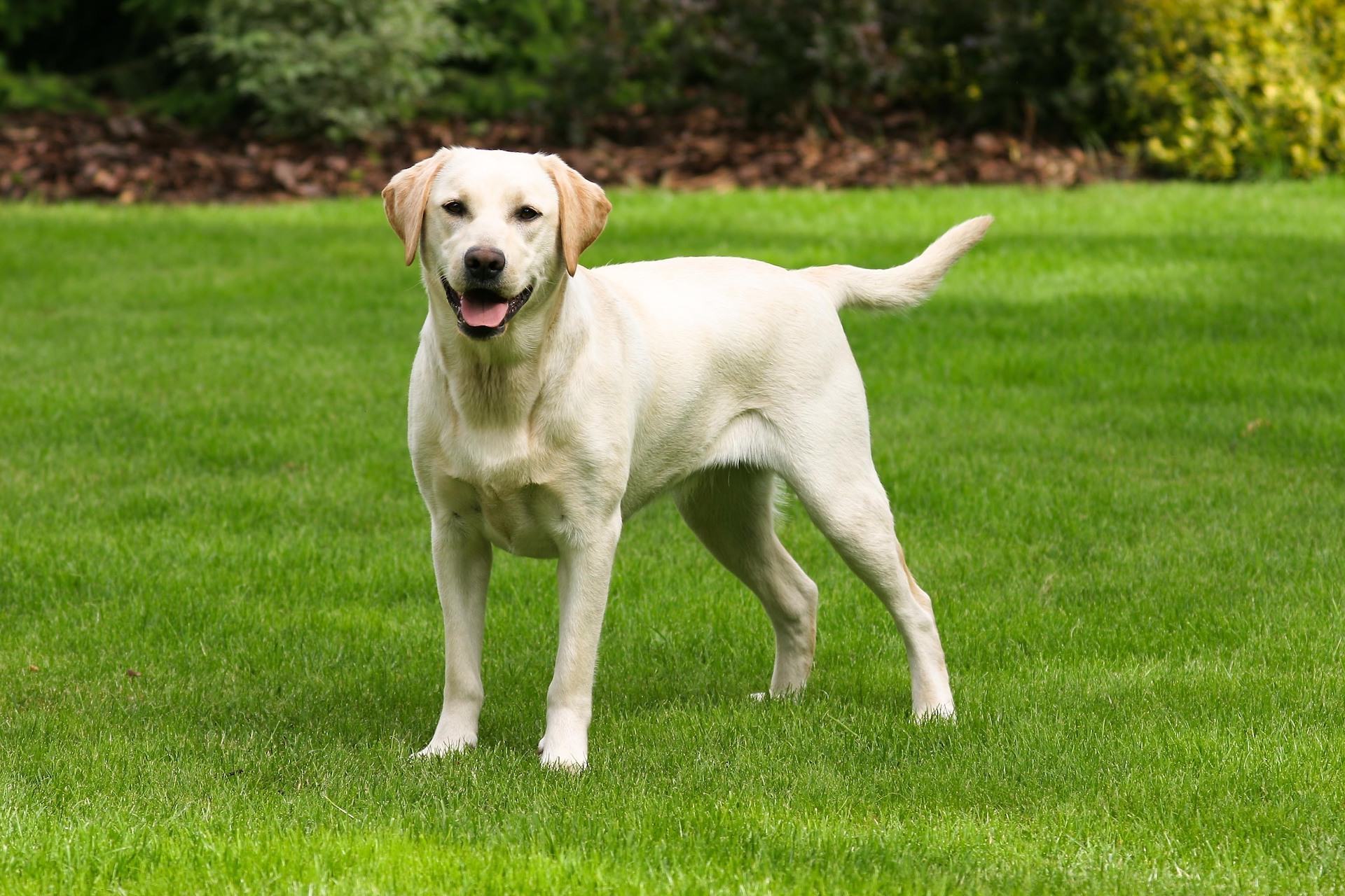 Labrador Retriever Breed guide Pet Insurance Review